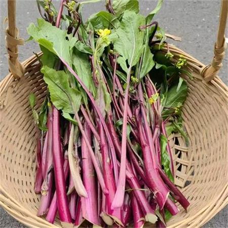 活动|紫菜薹|2斤|次日配送