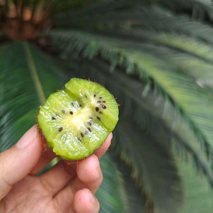 贵州|修文猕猴桃大果|半箱净重4.5斤|0.5箱|次日配送