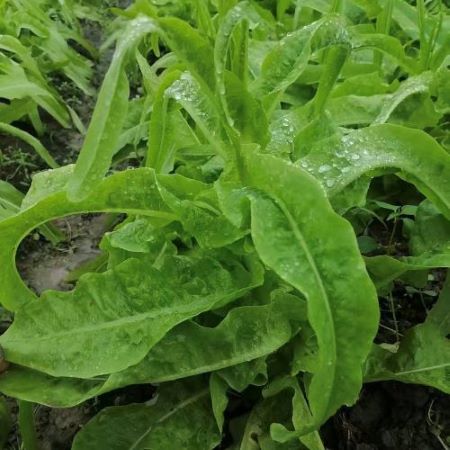 活动|绿梗莴笋（偏差1两以内）|1.4斤|次日配送