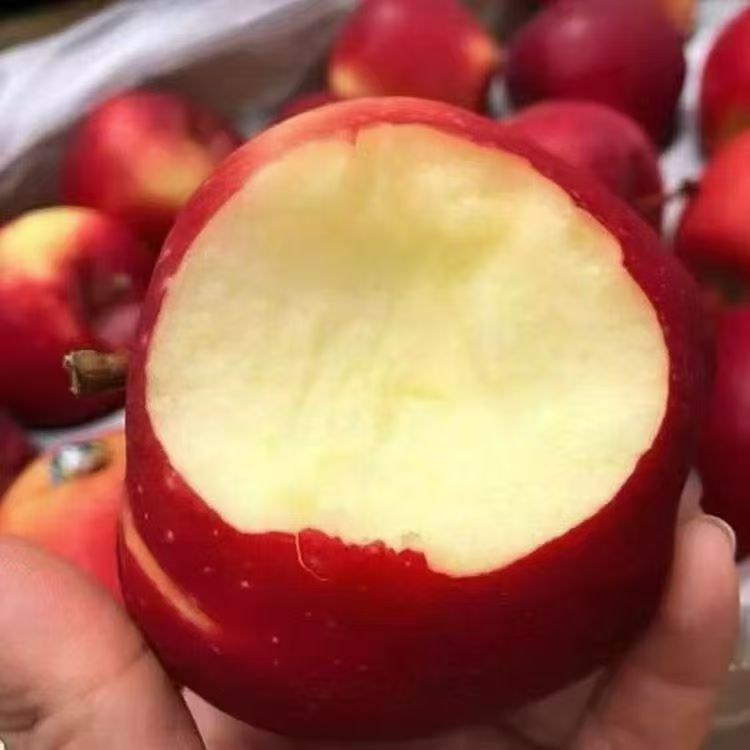 新西兰|丹烁伯爵王子苹果礼盒|1箱|次日配送