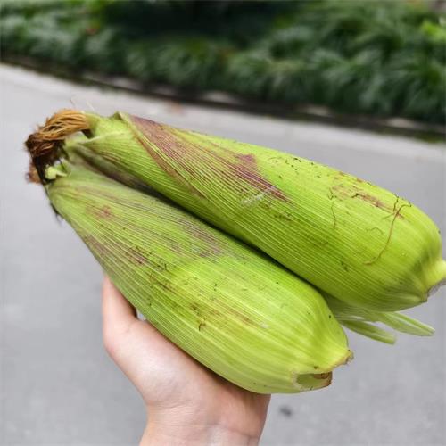 诸暨|868甜糯玉米|偏差2两以内；偶有虫咬，介意慎拍|10斤|次日配送