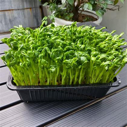 精选|豌豆苗|500g|1盒|次日配送