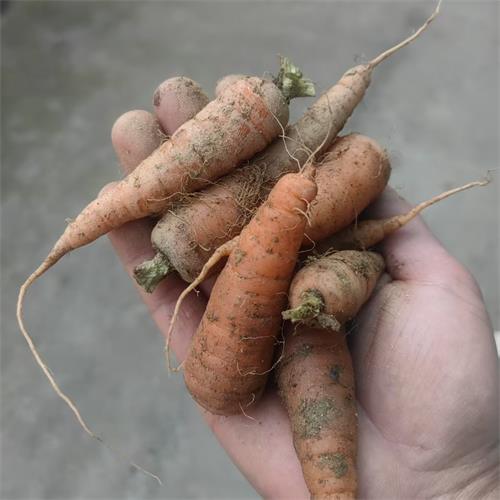 高山蔬菜|有机胡萝卜|1斤|次日配送