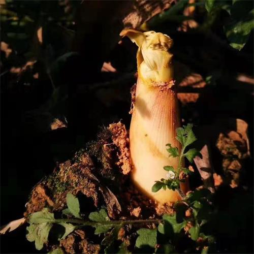 东白湖|优级象牙白笋|偏差2两以内|2斤|次日配送