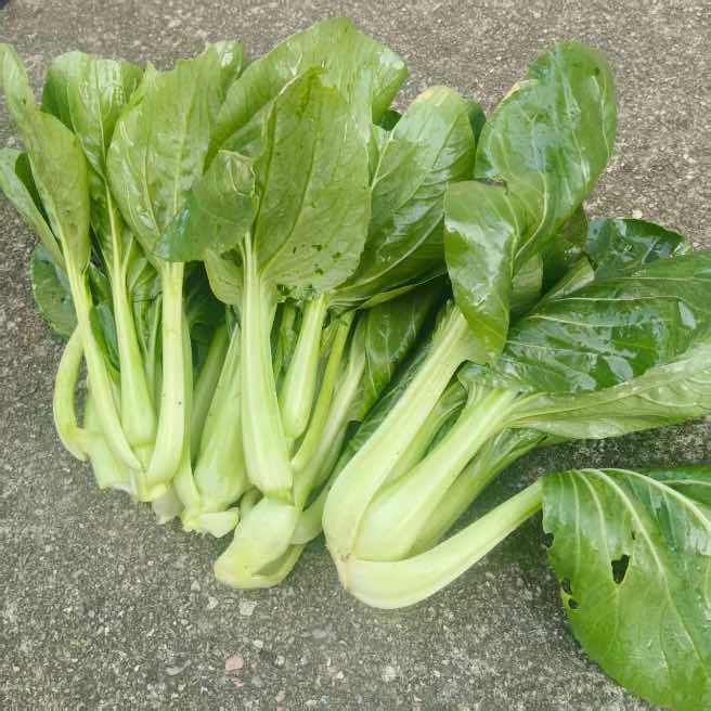 高山蔬菜|中青菜|1斤|次日送