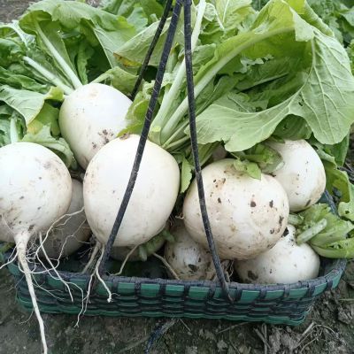 高山蔬菜|水果白萝卜（1.5-2斤/根）|2根|次日配送