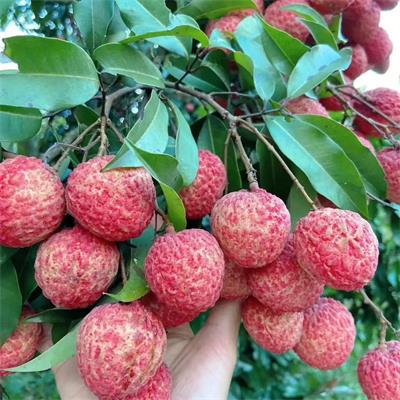 广东|糯米糍荔枝|净重2.8斤|1箱|次日配送