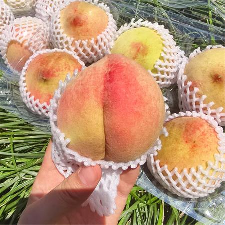 精选|水蜜桃（中果简装）|单果4~5两之间|12个|次日配送