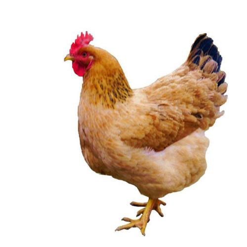 山林散养|竹林老母鸡|18个月左右，杀白2.2斤以上|1只|次日配送