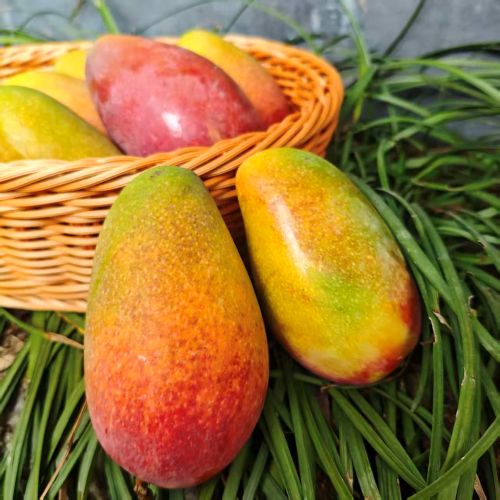 三亚|那一片贵妃芒|空运直达，净4斤，9/15头|1箱|次日配送