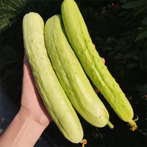 高山蔬菜|白玉黄瓜|偏差2两以内|1斤|次日配送