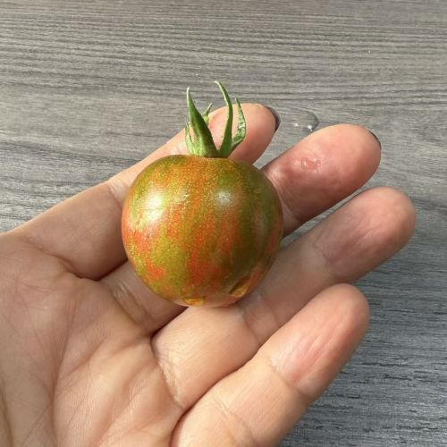 精选|锦彩小番茄|2斤|次日配送