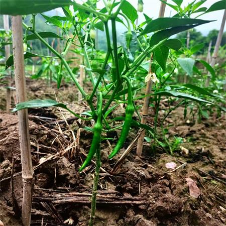 高山蔬菜|杭椒|即小尖椒|0.8斤|次日配送