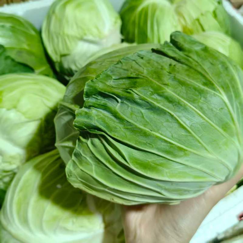 高山蔬菜|球菜（2.5±0.3斤）|1个|次日配送
