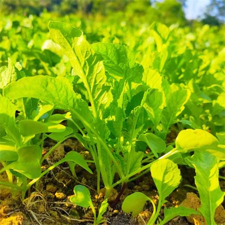 高山蔬菜|大萝卜菜|1斤|次日配送