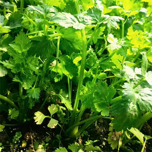 高山蔬菜|土芹菜|0.8斤|次日配送