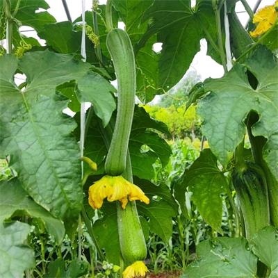 高山蔬菜|肉丝瓜|偏差2两以内|1.2斤|次日配送