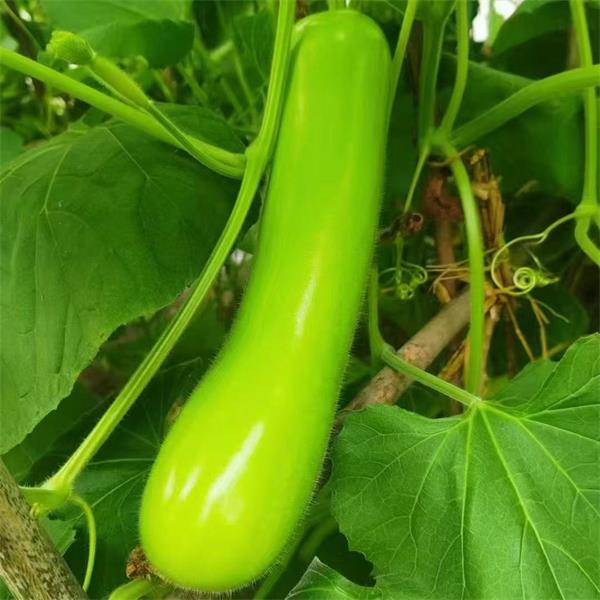 活动|蒲瓜（1斤左右）|2个|次日配送
