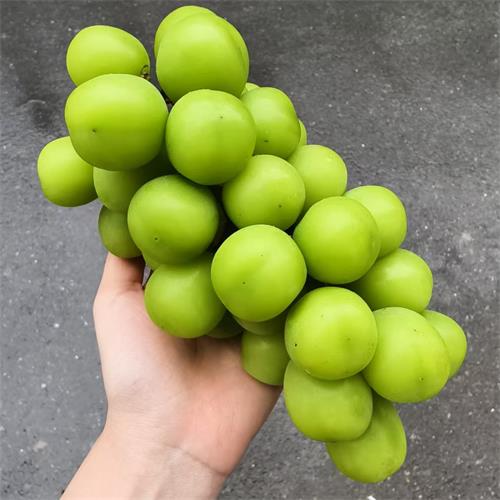 精选|地得青龙晴王葡萄|3串，净重4斤|1箱|次日配送