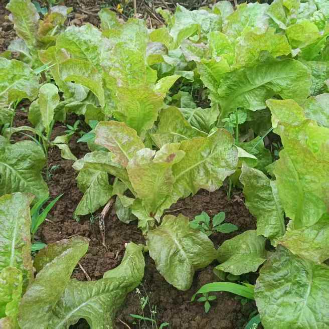 高山蔬菜|紫叶生菜|1斤|次日配送