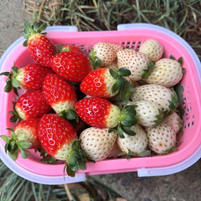 建德|双拼草莓（中果）|宝珠跟建德白露混装，1.5斤|1篮|预定
