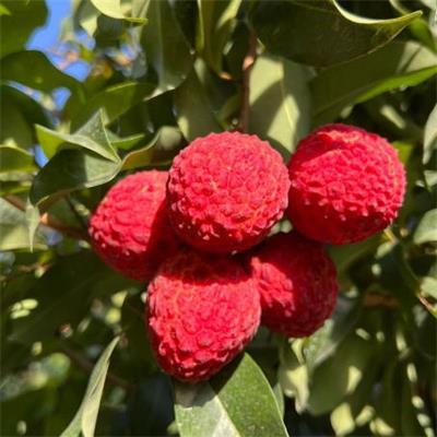 精选|仙进奉荔枝|净重2斤|1箱|次日配送