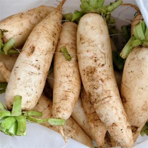 高山蔬菜|白萝卜（0.9±0.2斤）|1份|次日配送