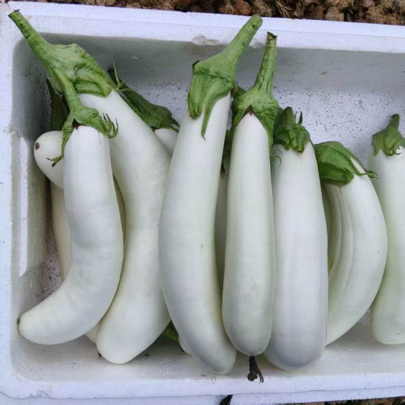高山蔬菜|白茄子|1斤|次日配送