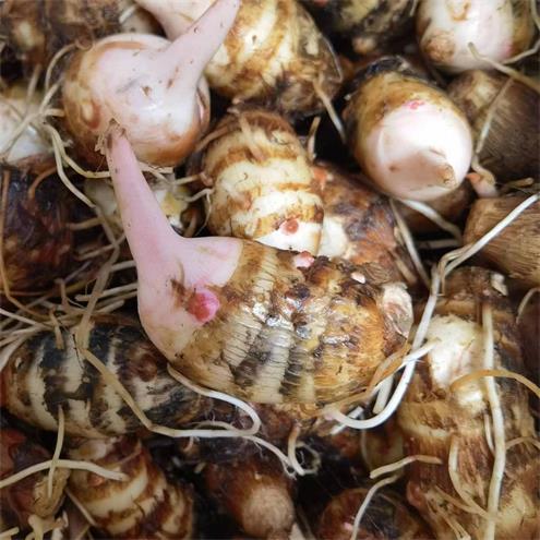 活动|红花芋艿|4斤|次日配送