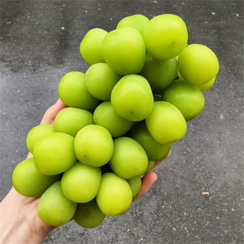 精选|楼铁源晴王葡萄|3串，净重5.5斤左右|1箱|次日配送