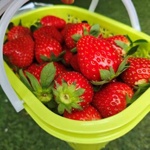建德|越王草莓大果|1.5斤|1篮|次日配送