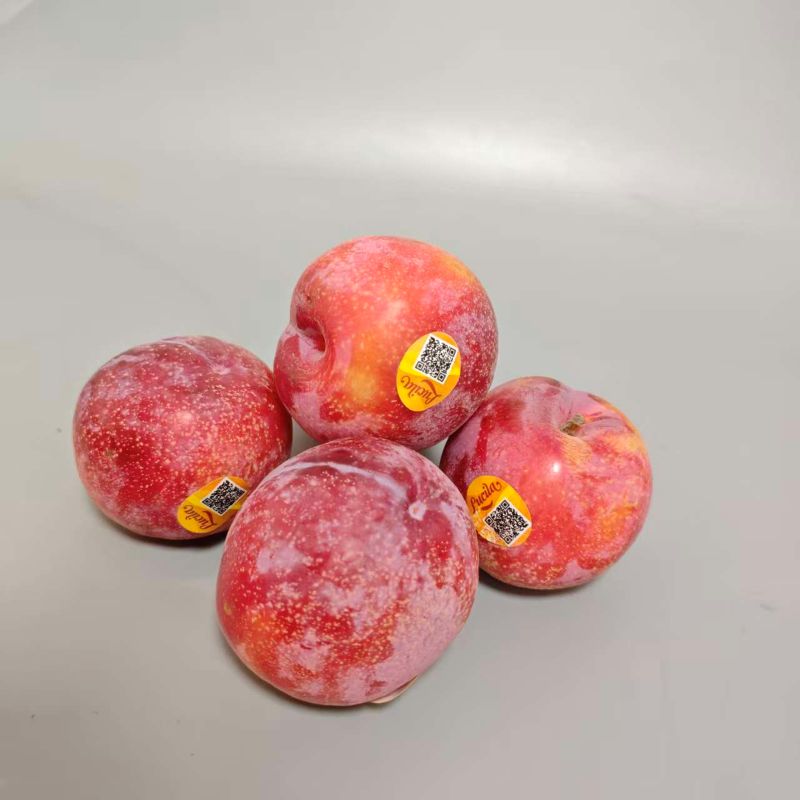 智利|太阳李（简装）|净重2.5斤|10个|次日配送