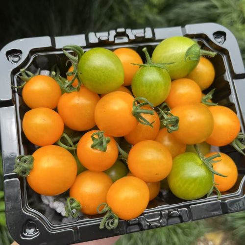 精选|双拼小番茄|400g/盒|3盒|次日配送