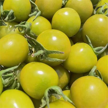 精选|青霞绿番茄|2斤左右|1箱|次日配送