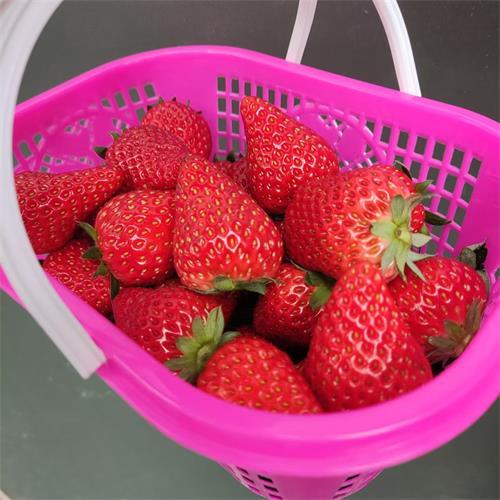 建德|红颜草莓小果|1.5斤净重|1篮|次日配送