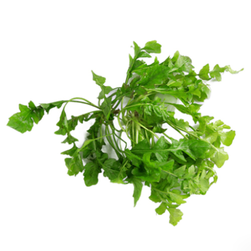 高山蔬菜|野生荠菜|0.8斤|次日配送