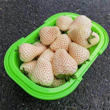 建德|白草莓中大果|净重1.5斤，绿色认证|1篮|次日配送