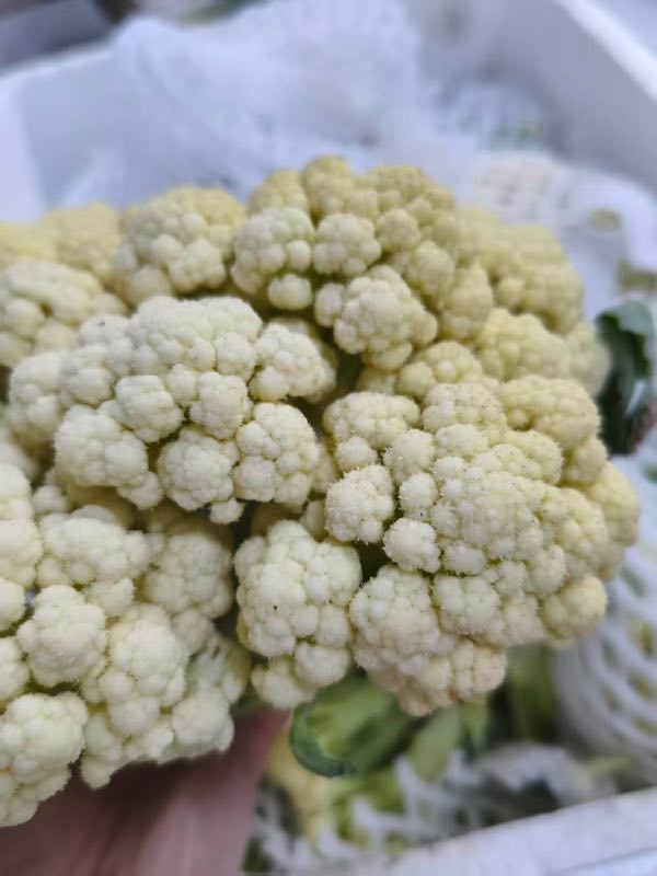 高山蔬菜|花菜（1.8±0.3斤）|1个|次日配送