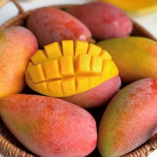 三亚|福返贵妃芒礼盒装|净重4±0.2斤|1箱|次日配送