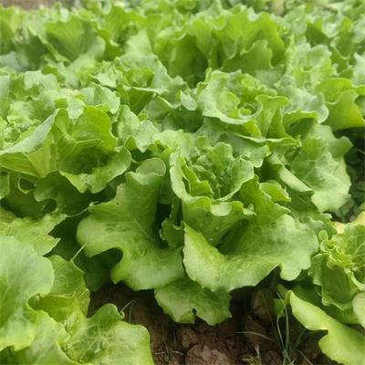 高山蔬菜|生菜|无保鲜剂|1斤|次日配送