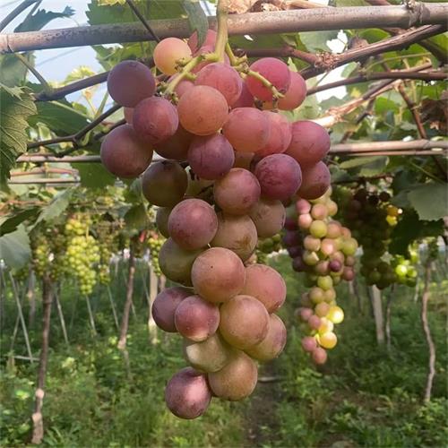 富阳|有机种植巨峰葡萄|净重4斤/箱|2箱|次日配送