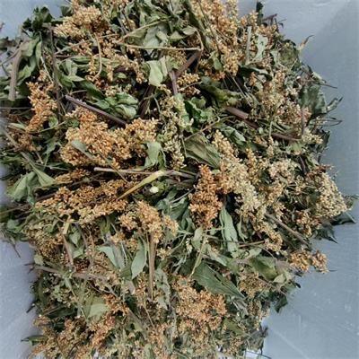 精选|野生消饭花|学名刘寄奴，75g装|1包|次日配送