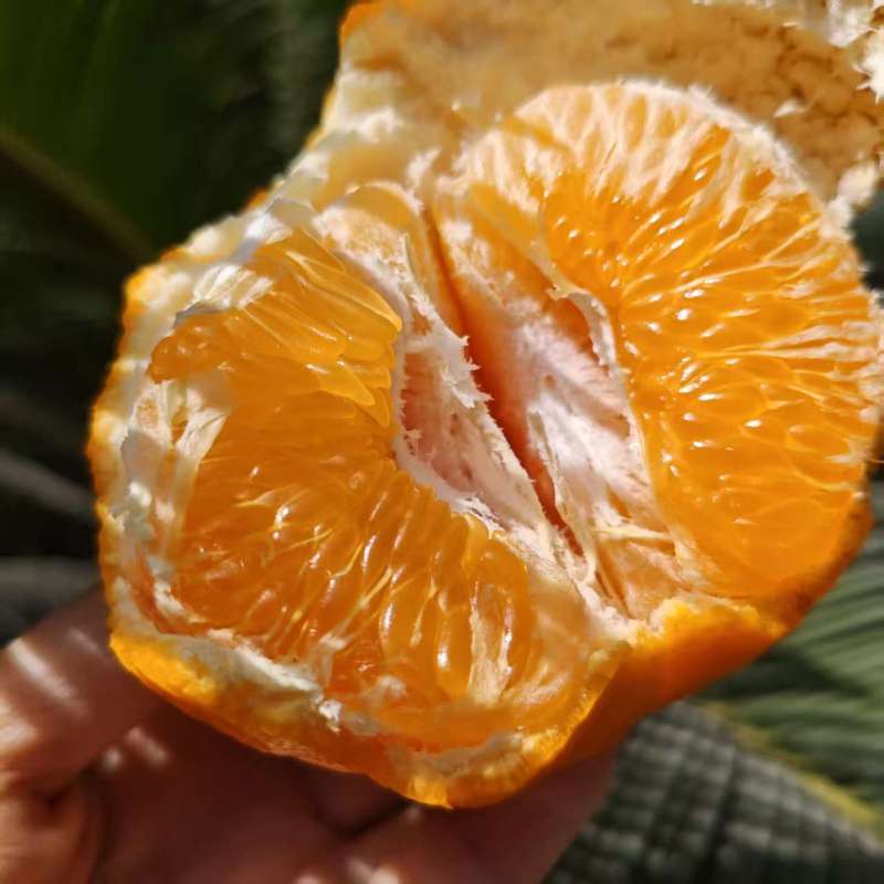 四川|红钻春见|毛重9斤左右|1箱|次日配送