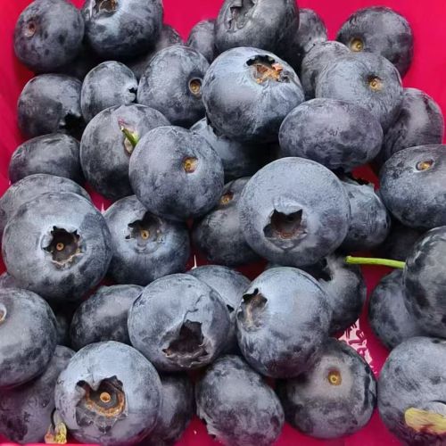 云南|稼沃雪山甜蓝莓（18mm+）|125g/小盒|6小盒|次日配送