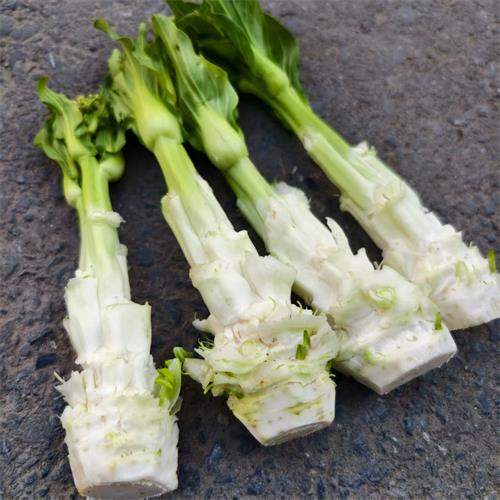 高山蔬菜|青菜梗|偏差2两以内|1.6斤|次日配送