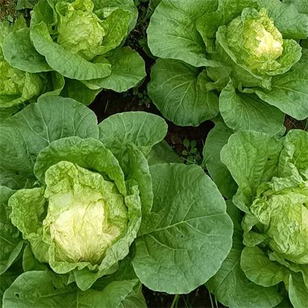 高山蔬菜|黄心白菜（1.8±0.3斤）|1个|次日配送