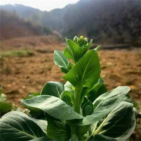 高山蔬菜|青菜薹|大小随机，软糯好吃|1斤|次日配送