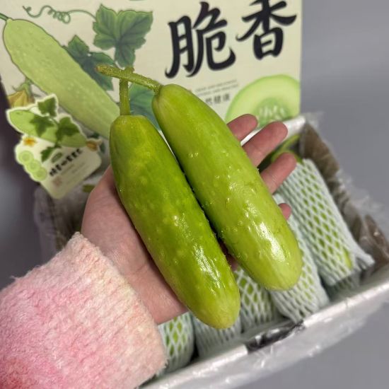 精选|海阳水果小黄瓜|净重约2.5斤|1盒|次日配送