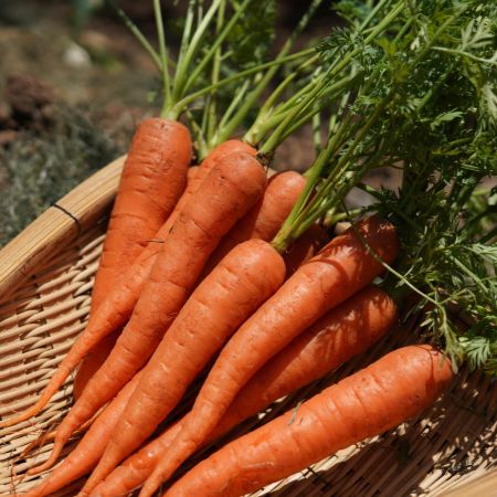 高山蔬菜|有机胡萝卜|2斤|次日配送