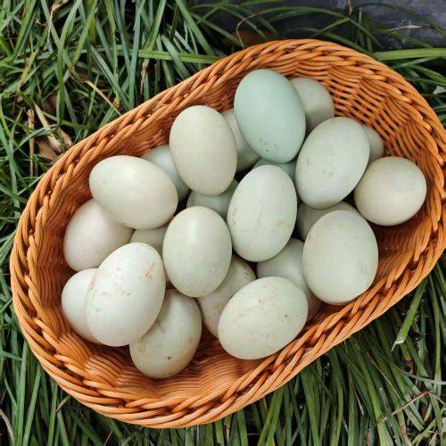 山林散养|有机野鸭蛋|简装|30枚|次日配送